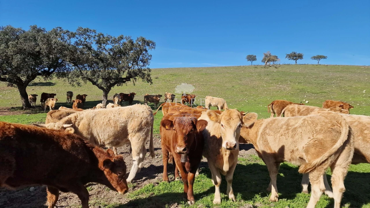 Terreno para Venda em Reguengos de Monsaraz Foto 51