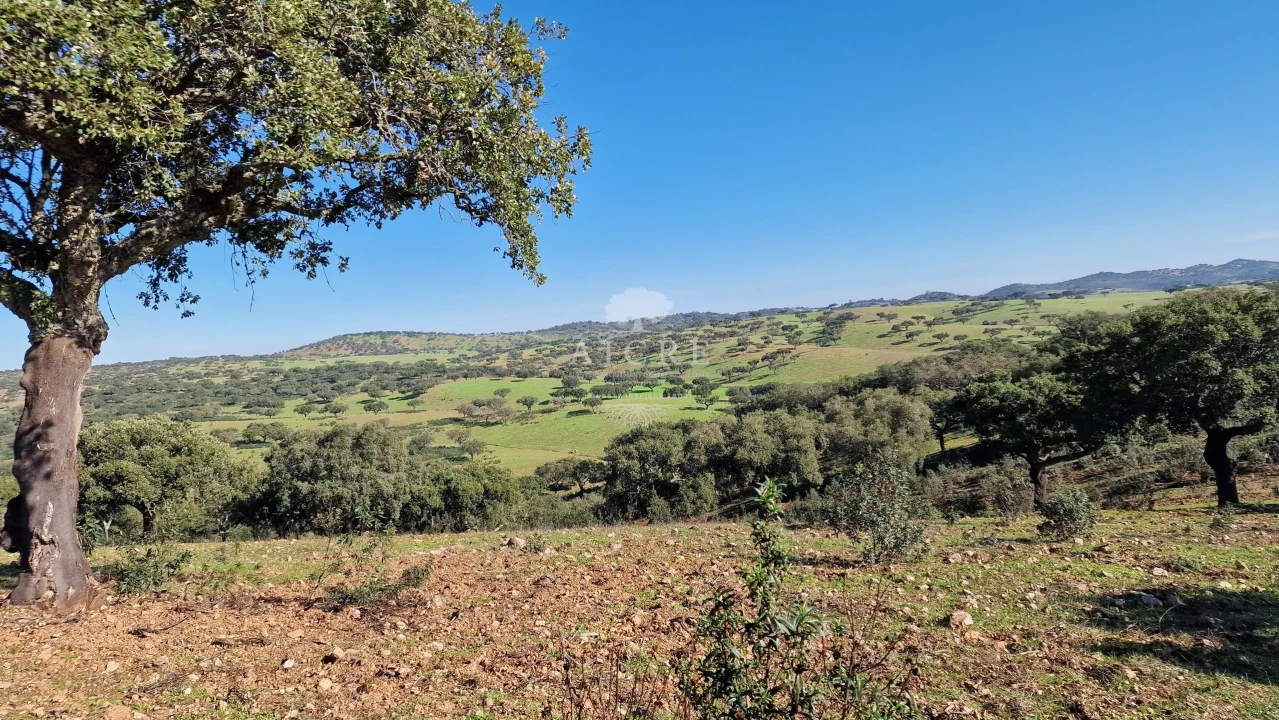 Terreno para Venda em Reguengos de Monsaraz Foto 37