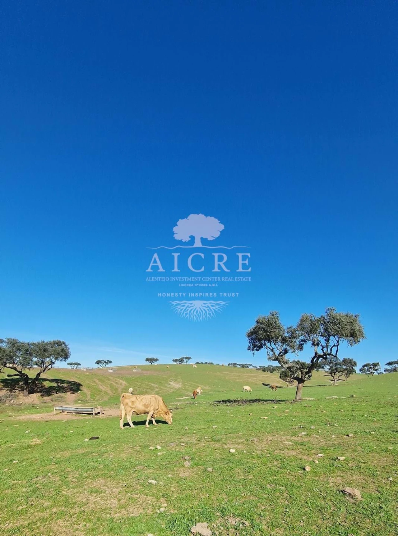 Terreno para Venda em Reguengos de Monsaraz Foto 17