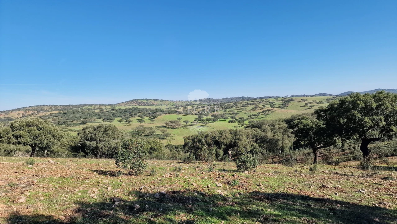 Terreno para Venda em Reguengos de Monsaraz Foto 36