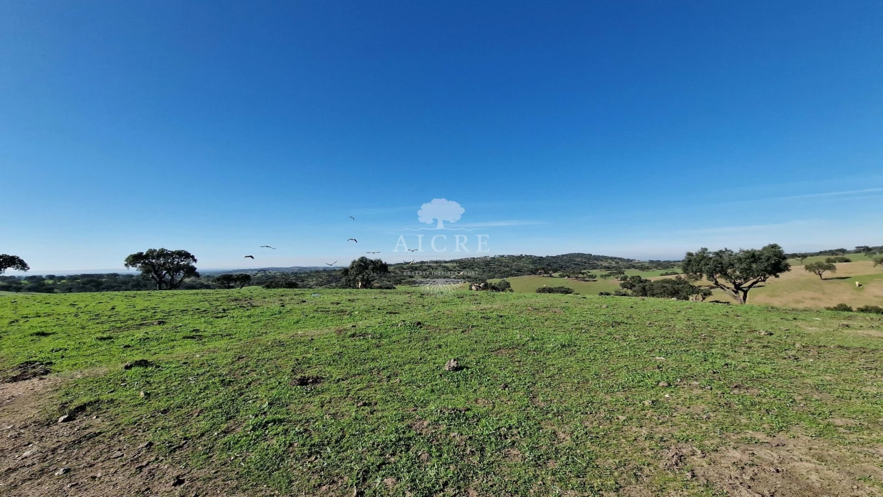 Terreno para Venda em Reguengos de Monsaraz Foto 14