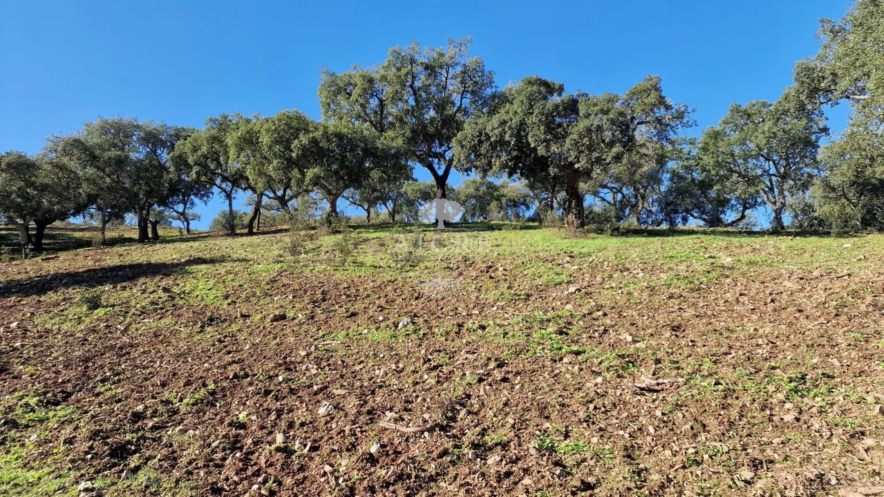Terreno para Venda em Reguengos de Monsaraz Foto 35