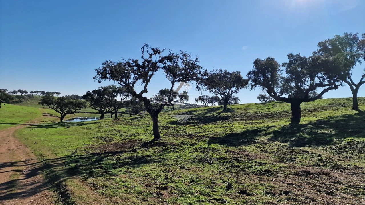 Terreno para Venda em Reguengos de Monsaraz Foto 28