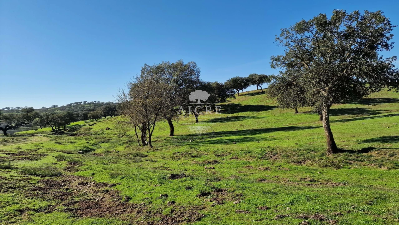 Terreno para Venda em Reguengos de Monsaraz Foto 32