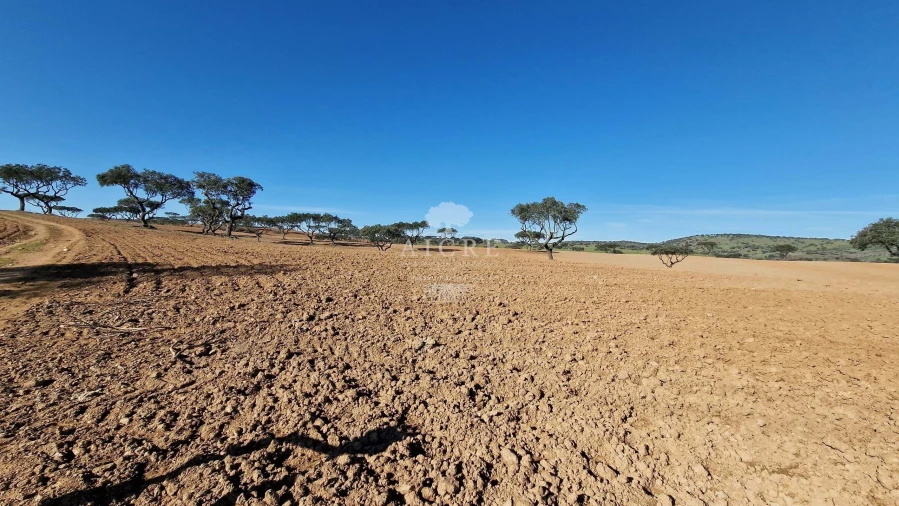 Terreno para Venda em Reguengos de Monsaraz Foto 8