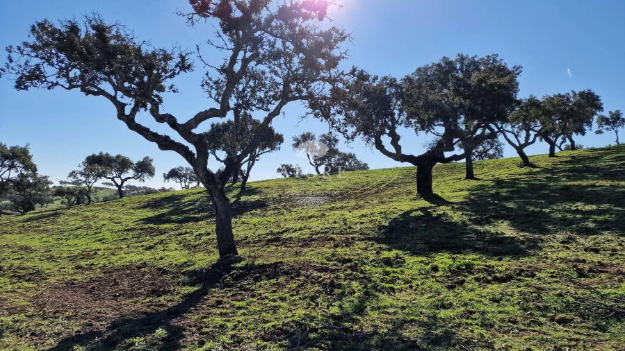 Terreno para Venda em Reguengos de Monsaraz Foto 29