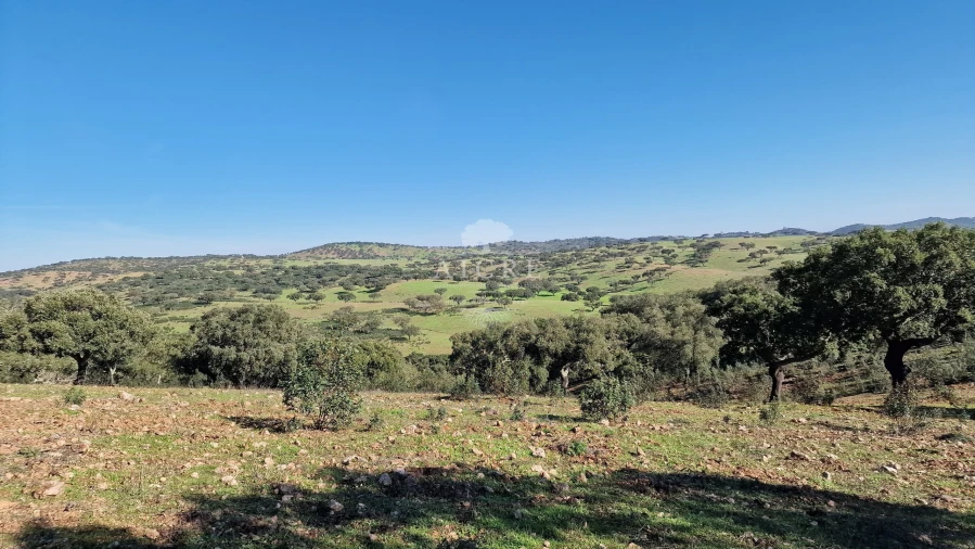 Terreno para Venda em Reguengos de Monsaraz Foto 36