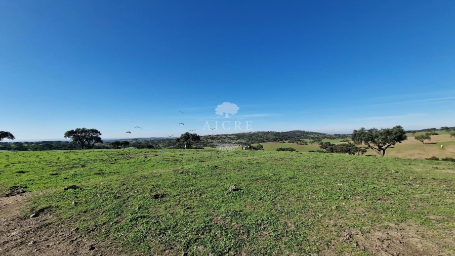 Terreno para Venda em Reguengos de Monsaraz Foto 14