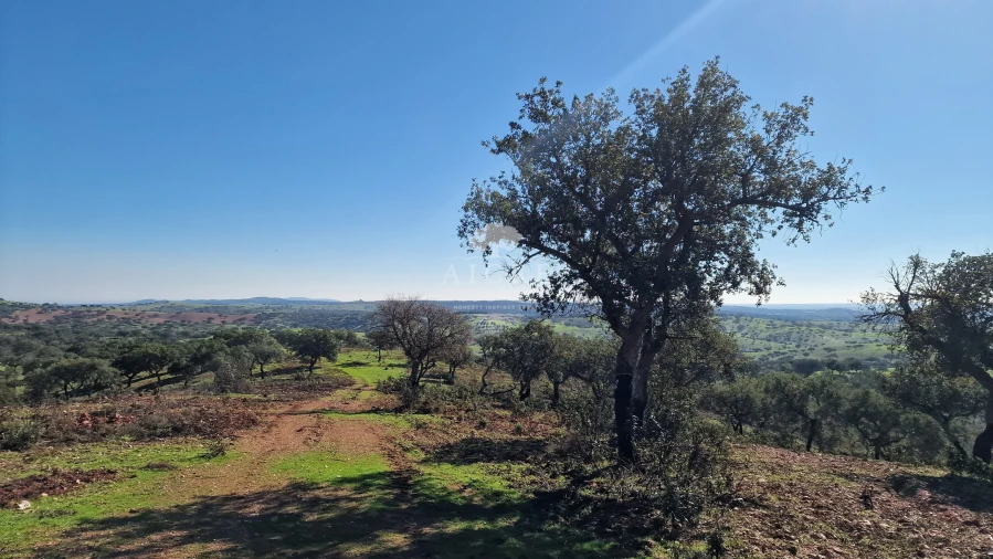 Terreno para Venda em Reguengos de Monsaraz Foto 46
