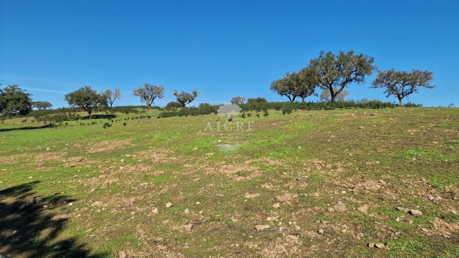 Terreno para Venda em Reguengos de Monsaraz Foto 34