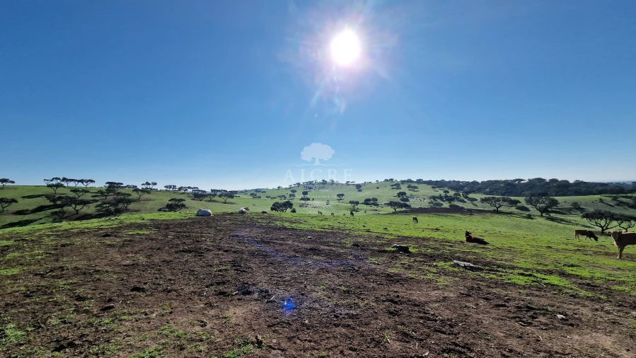 Terreno para Venda em Reguengos de Monsaraz Foto 20