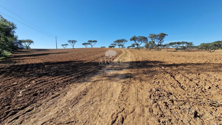 Terreno para Venda em Reguengos de Monsaraz Foto 11