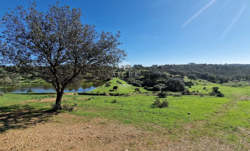 Terreno para Venda em Reguengos de Monsaraz Foto 64