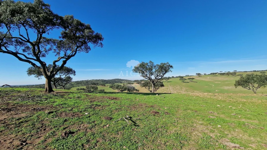 Terreno para Venda em Reguengos de Monsaraz Foto 13