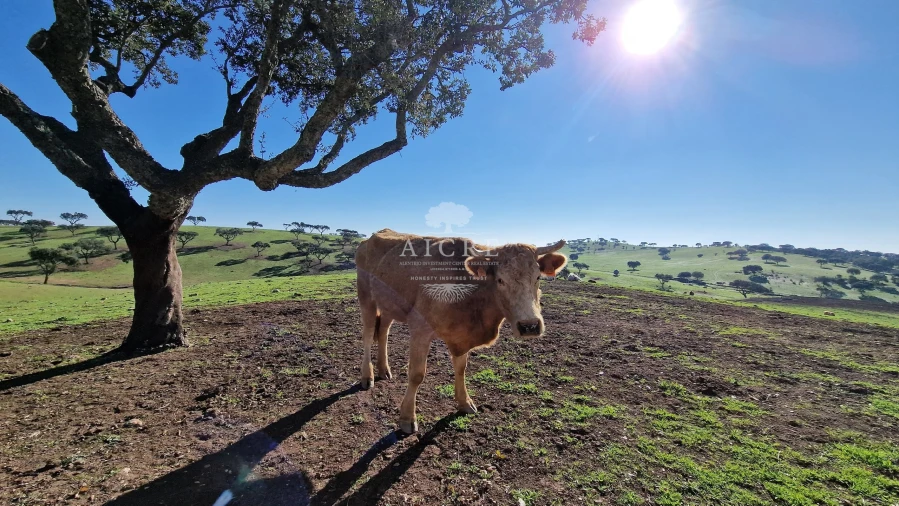Terreno para Venda em Reguengos de Monsaraz Foto 21