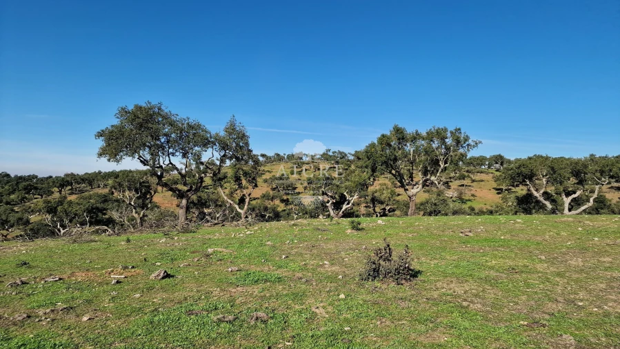 Terreno para Venda em Reguengos de Monsaraz Foto 26