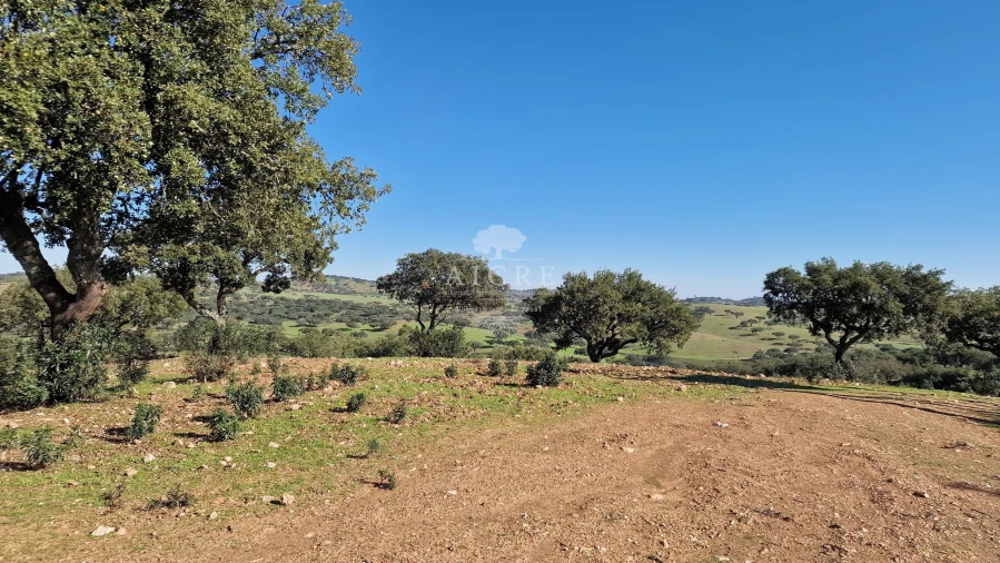 Terreno para Venda em Reguengos de Monsaraz Foto 42
