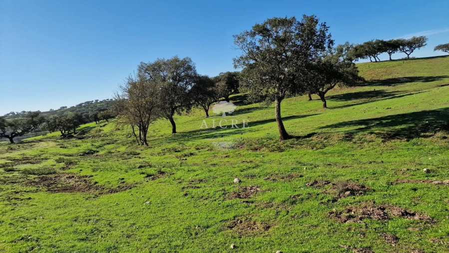 Terreno para Venda em Reguengos de Monsaraz Foto 2