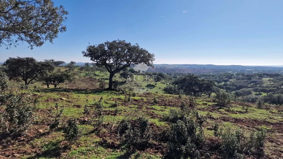 Terreno para Venda em Reguengos de Monsaraz Foto 38