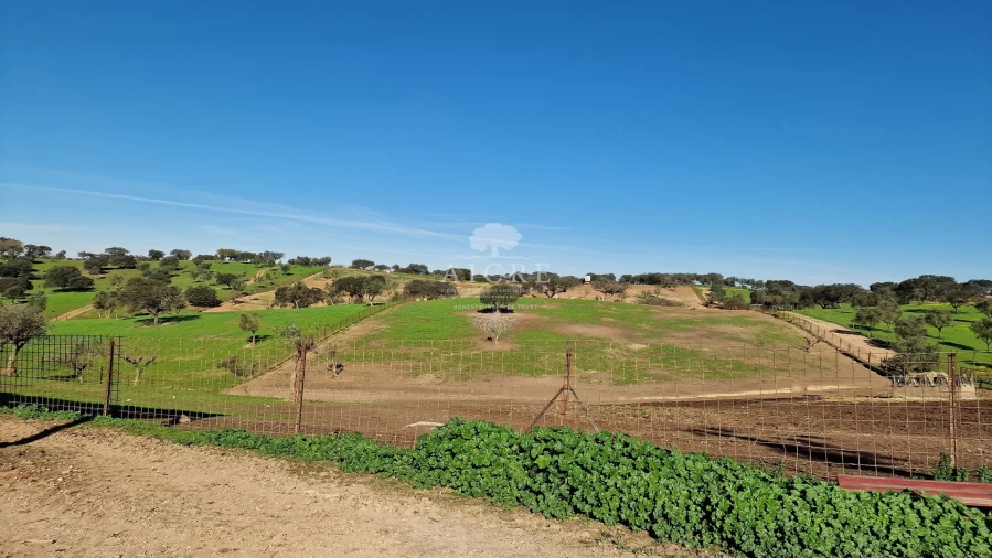 Terreno para Venda em Reguengos de Monsaraz Foto 5
