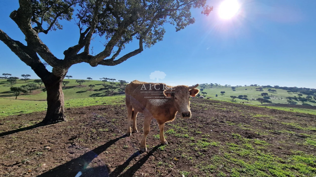 Terreno para Venda em Reguengos de Monsaraz Foto 21