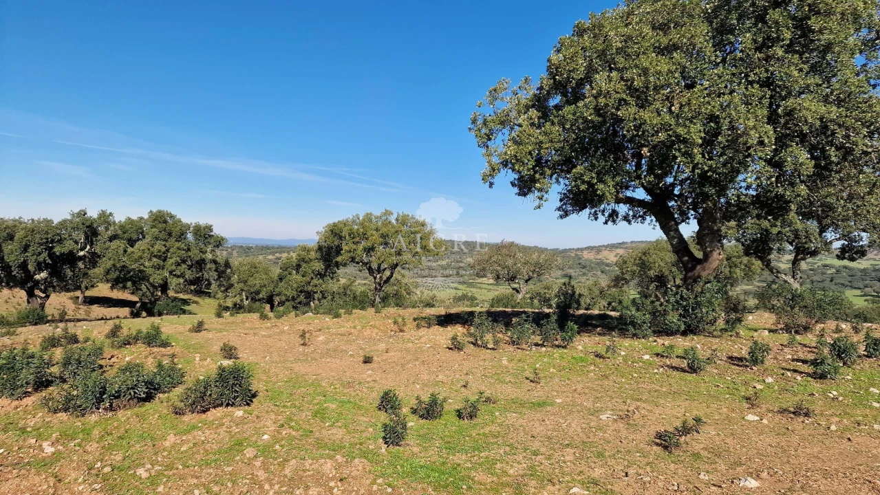 Terreno para Venda em Reguengos de Monsaraz Foto 41