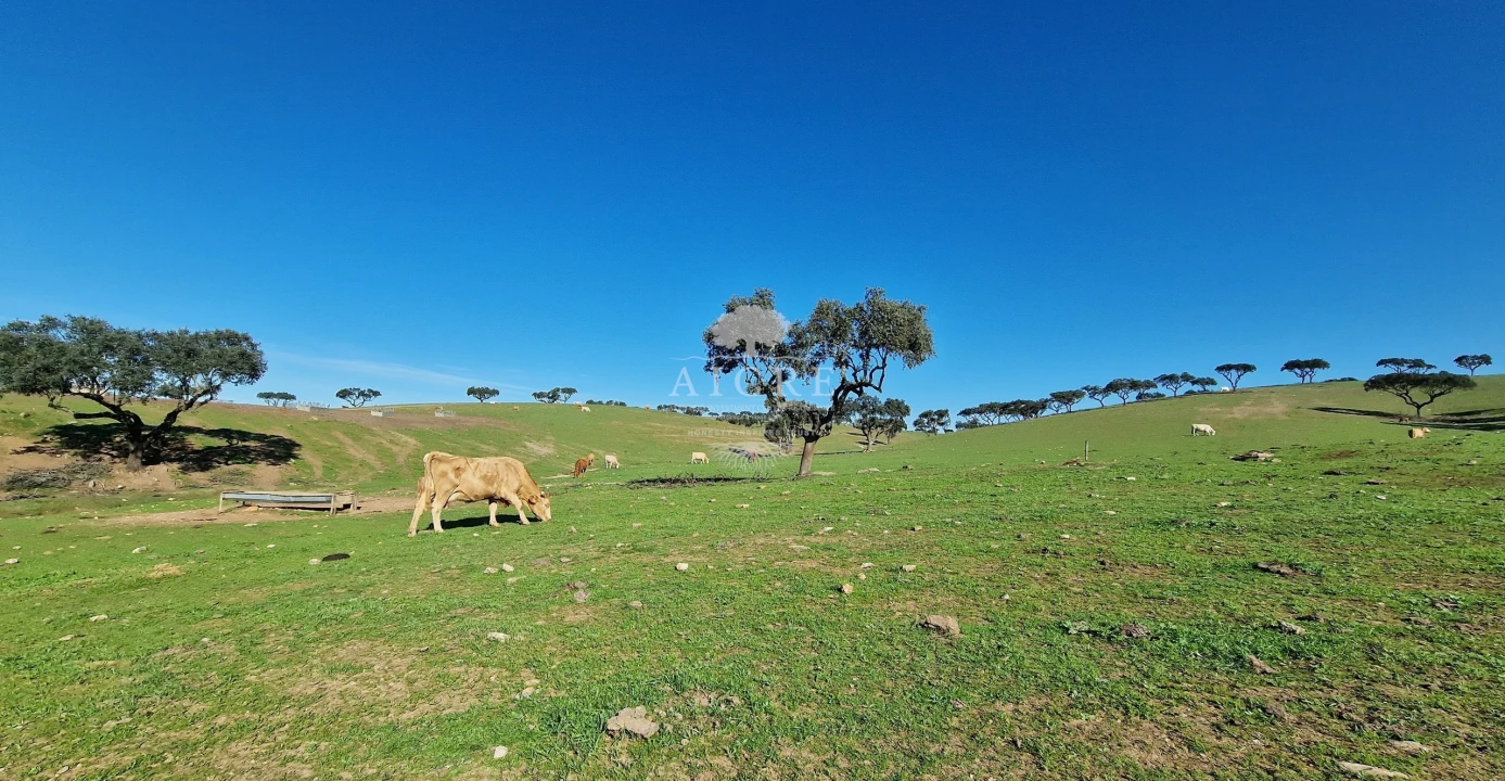 Terreno para Venda em Reguengos de Monsaraz Foto 18