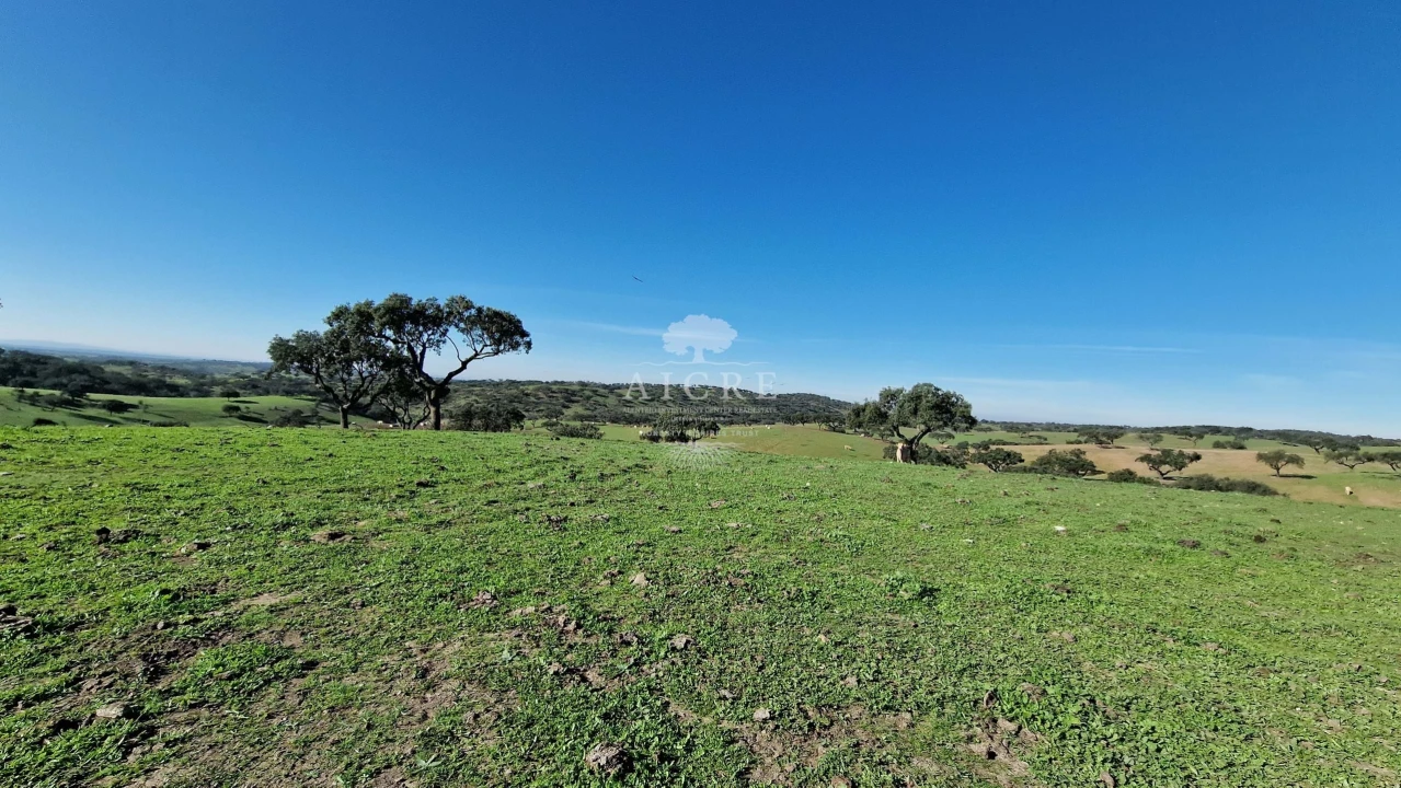 Terreno para Venda em Reguengos de Monsaraz Foto 15
