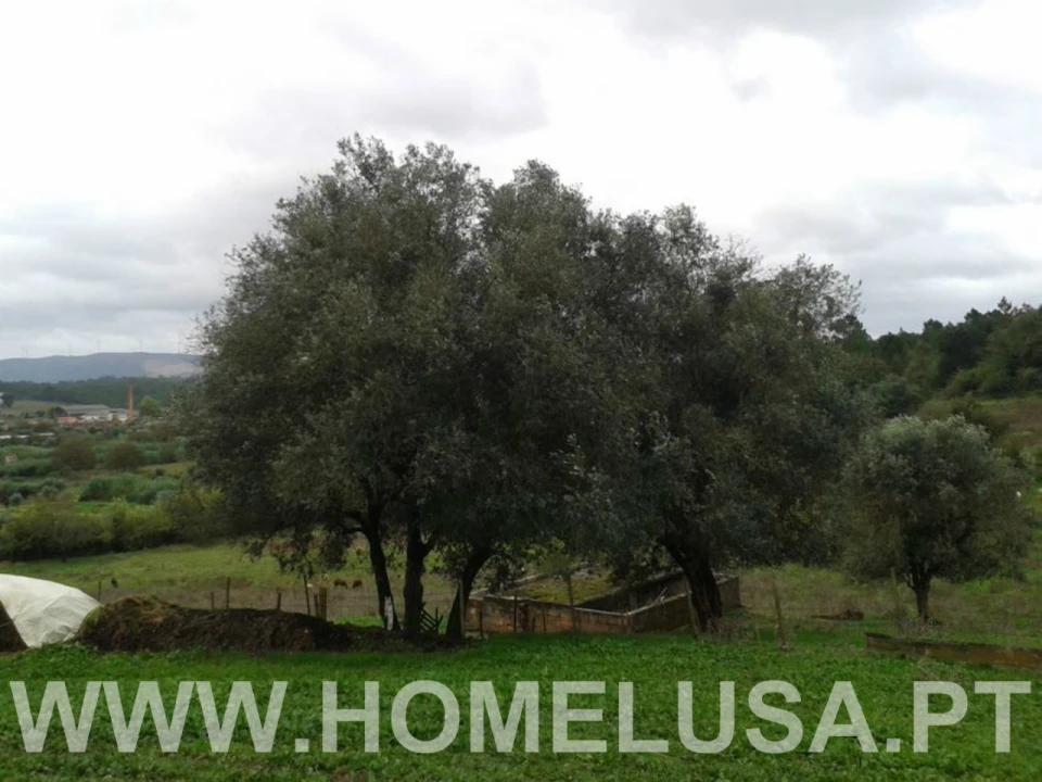 Terreno Misto para Venda em Soure Foto 25