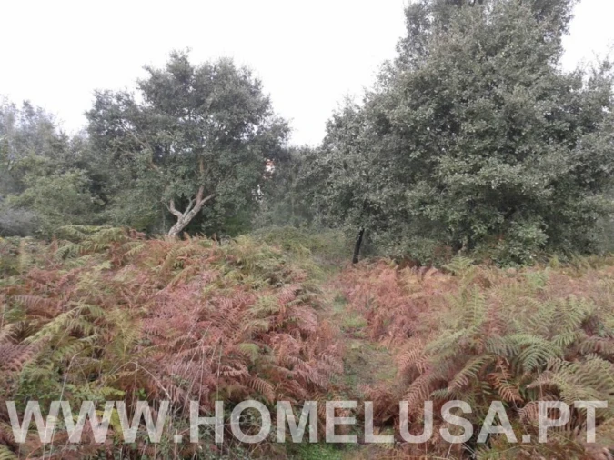 Terreno Misto para Venda em Soure Foto 11