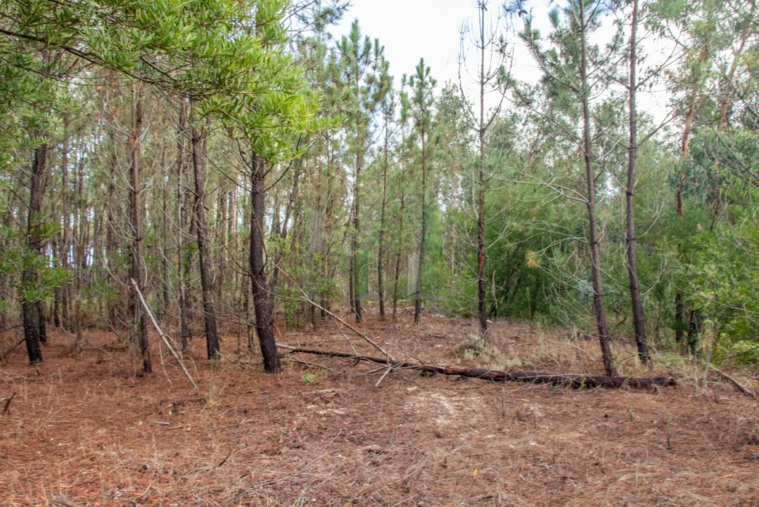 Terreno para Venda em Marinha das Ondas Foto 21