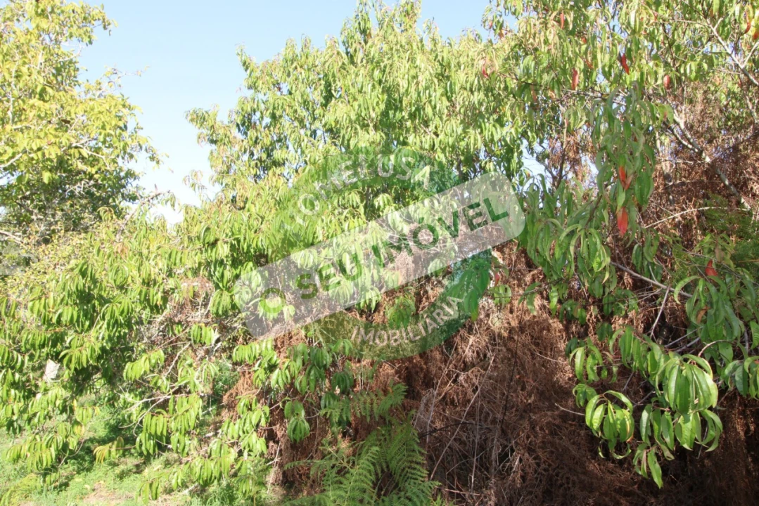 Terreno Agricola ou Rústico para Venda em Paião Foto 9