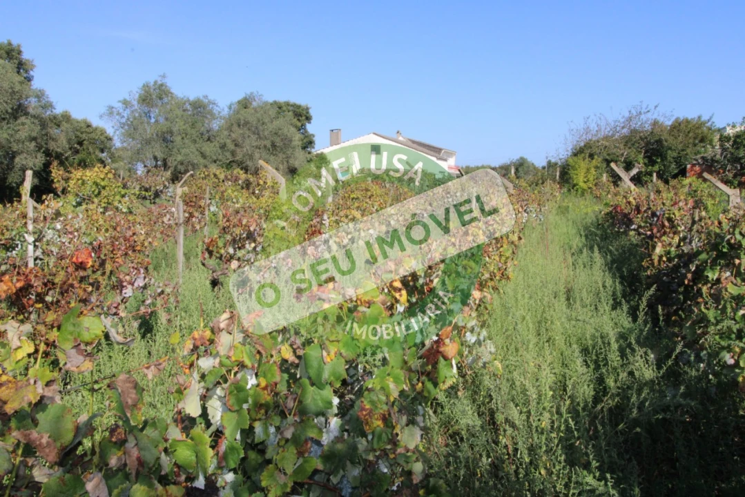 Terreno Agricola ou Rústico para Venda em Paião Foto 10