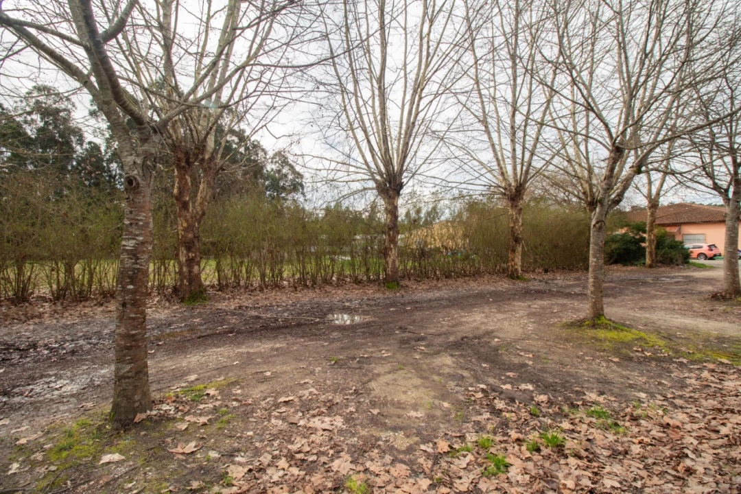 Terreno para Venda em Fonte de Angeão e Covão do Lobo Foto 6