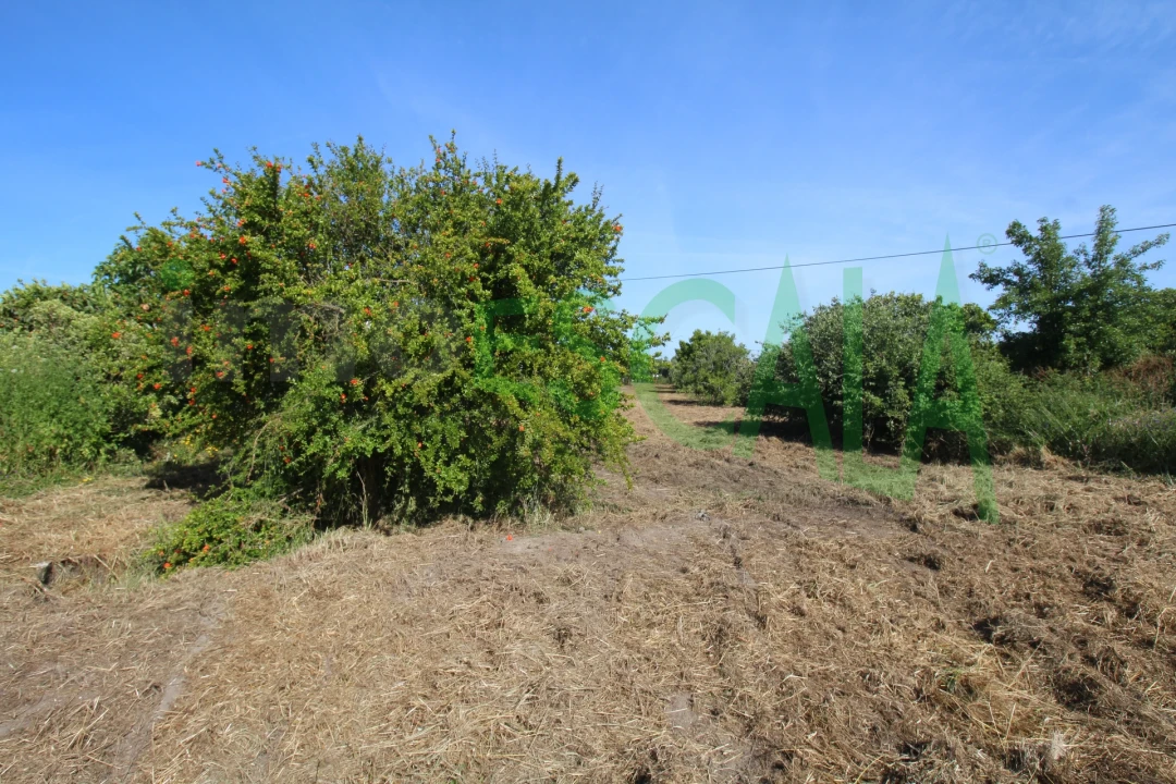 Terreno para Venda em Vila Chã de Ourique Foto 21