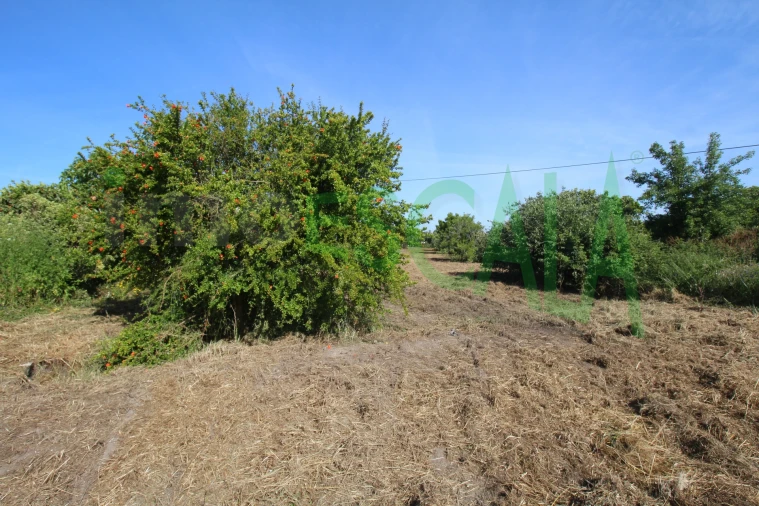 Terreno para Venda em Vila Chã de Ourique Foto 21