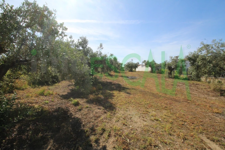 Terreno para Venda em Vila Chã de Ourique Foto 28