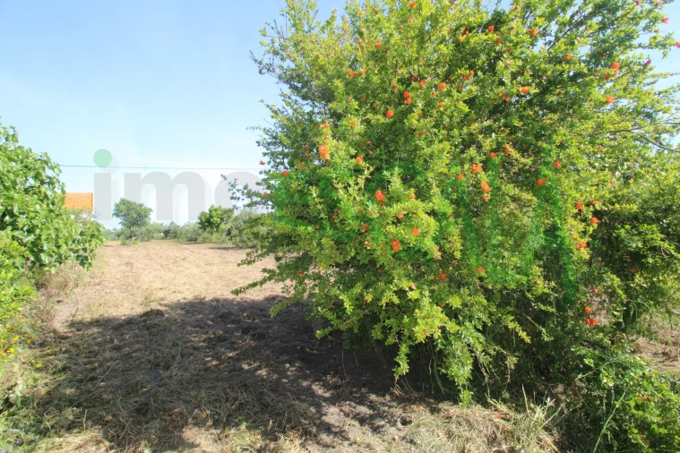 Terreno para Venda em Vila Chã de Ourique Foto 22