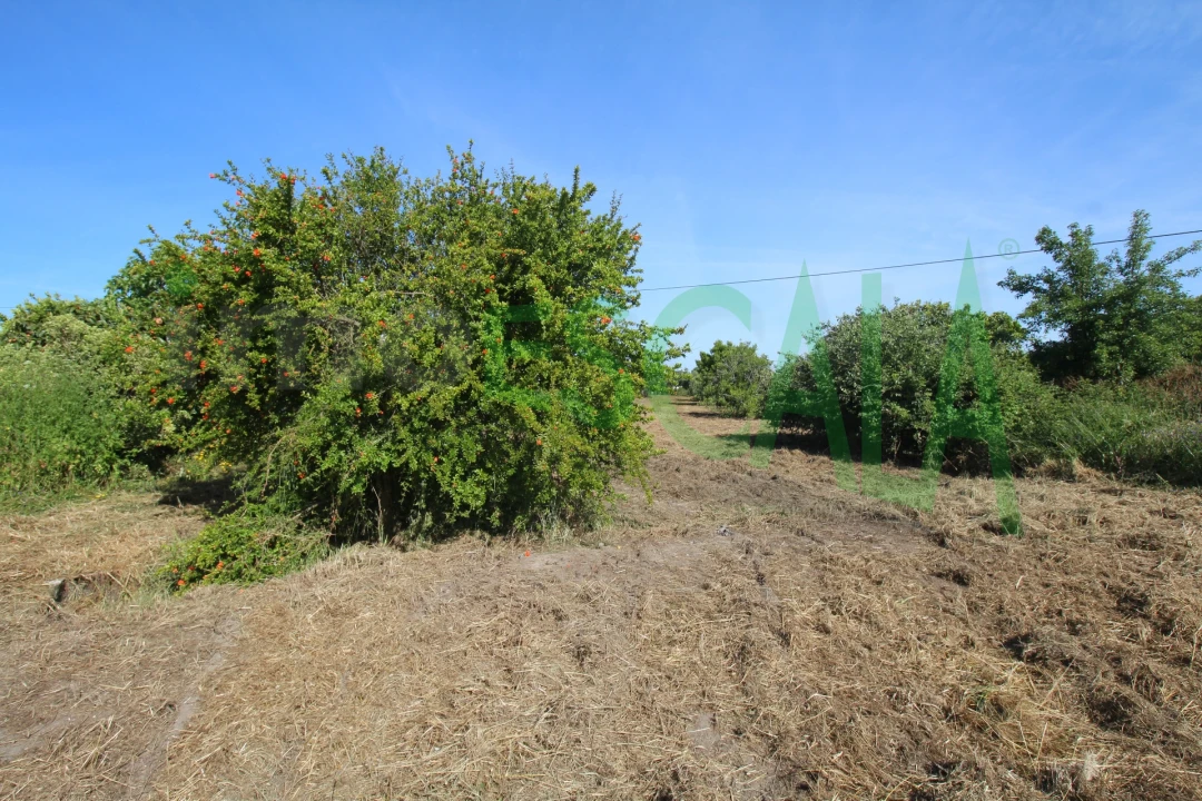 Terreno para Venda em Vila Chã de Ourique Foto 20