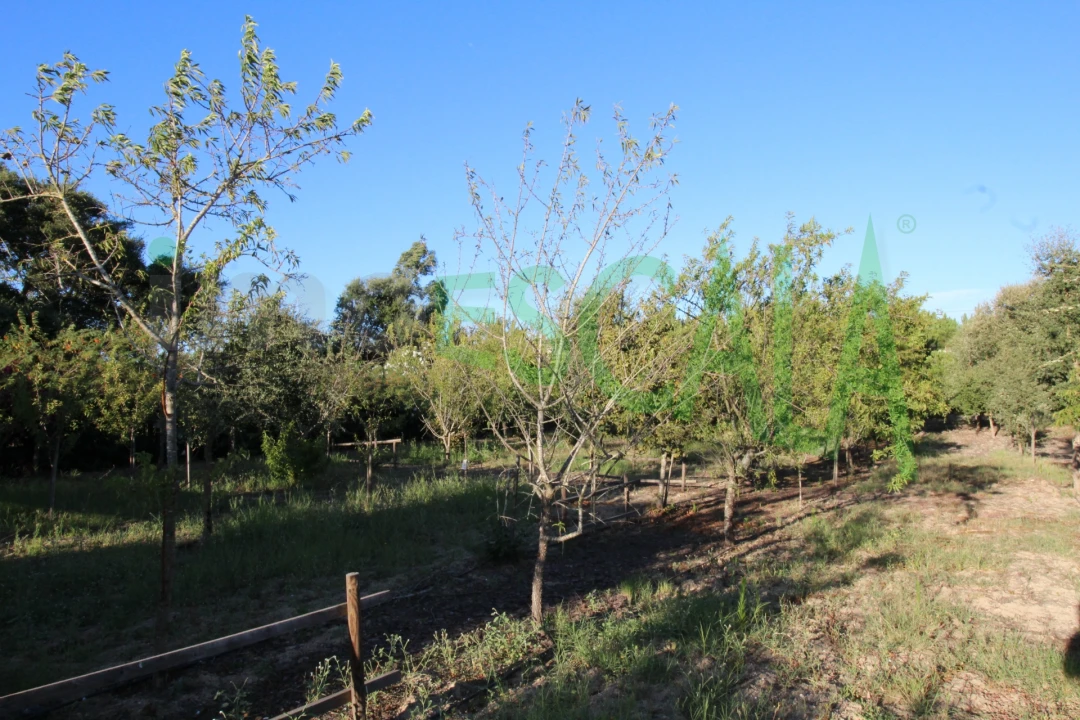 Quinta T2 para Venda em Vila Chã de Ourique Foto 100