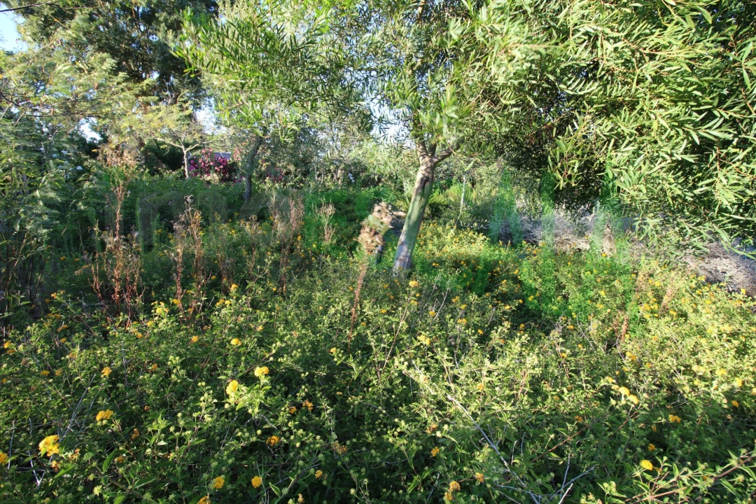 Quinta T2 para Venda em Vila Chã de Ourique Foto 113