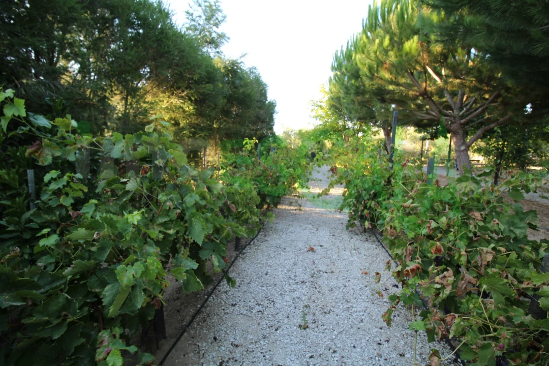 Quinta T2 para Venda em Vila Chã de Ourique Foto 121