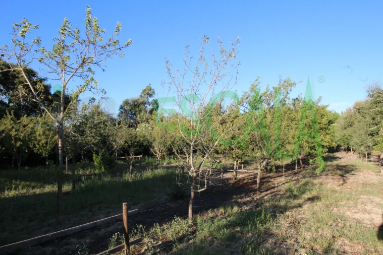 Quinta T2 para Venda em Vila Chã de Ourique Foto 100