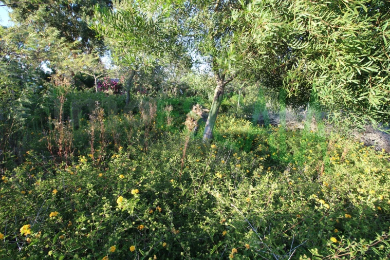 Quinta T2 para Venda em Vila Chã de Ourique Foto 113