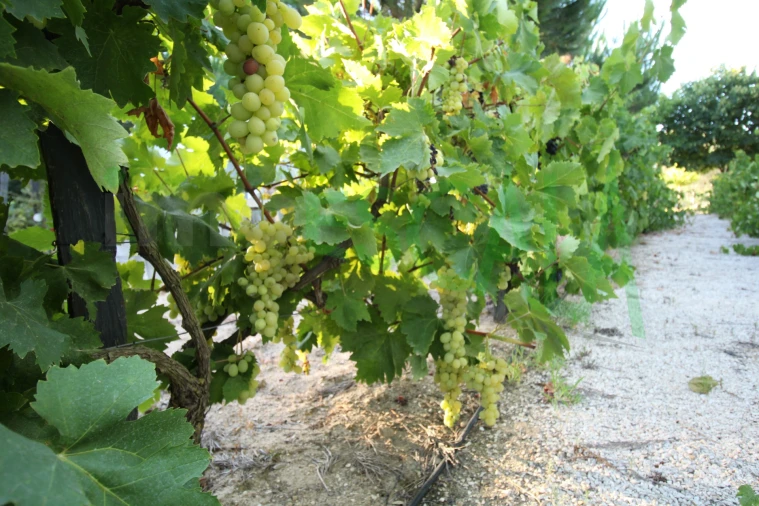 Quinta T2 para Venda em Vila Chã de Ourique Foto 118