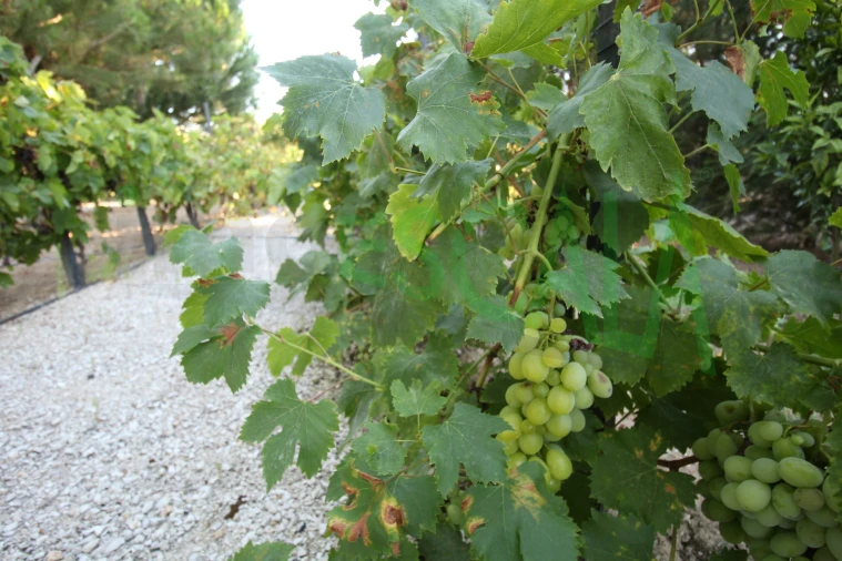 Quinta T2 para Venda em Vila Chã de Ourique Foto 122