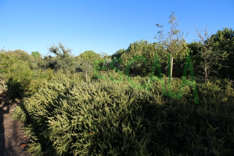 Quinta T2 para Venda em Vila Chã de Ourique Foto 97