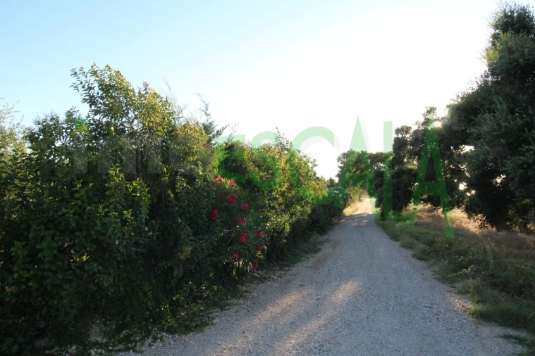 Quinta T2 para Venda em Vila Chã de Ourique Foto 140