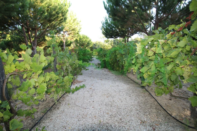 Quinta T2 para Venda em Vila Chã de Ourique Foto 114