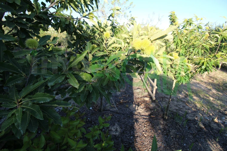 Quinta T2 para Venda em Vila Chã de Ourique Foto 98